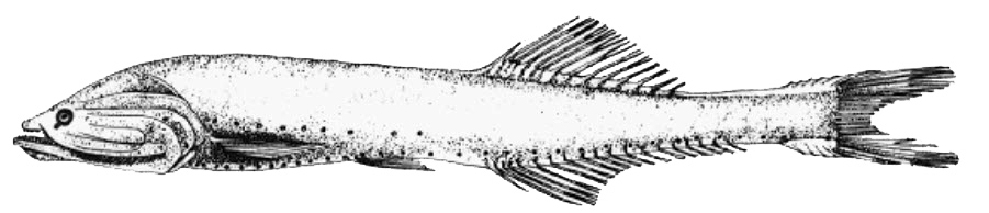 Cyclothone acclinidens _01.jpg